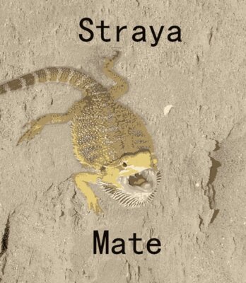 Straya Mate